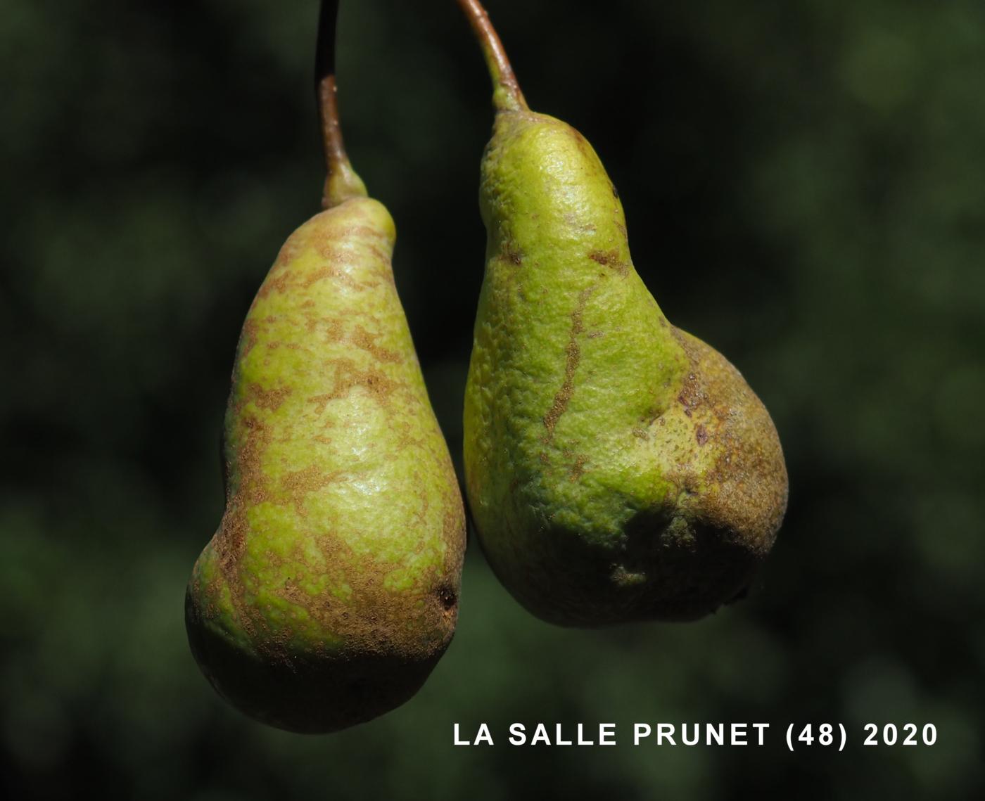 Pear, Domestic fruit
